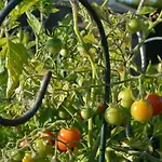 Les Jardins