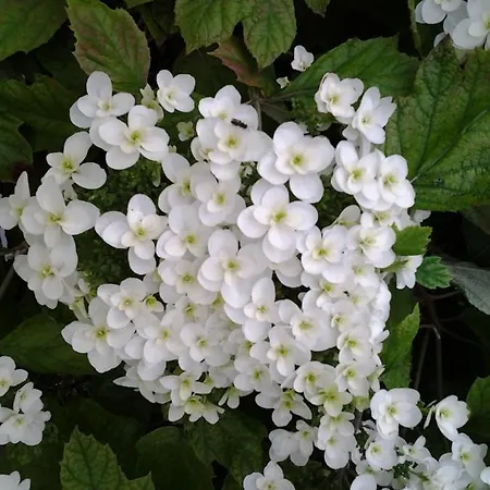 Les Jardins B&B Hoymille