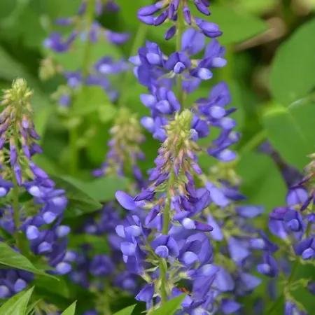 Les Jardins 3* Hoymille