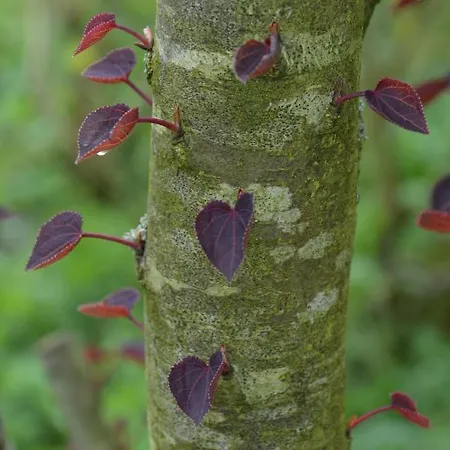 Les Jardins B&B Hoymille