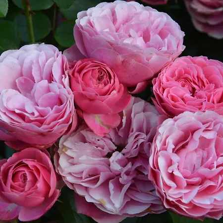 فندق مبيت وإفطار Les Jardins