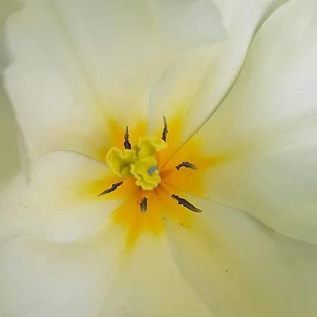 Les Jardins Hoymille