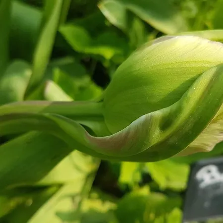 B&B Les Jardins Hoymille