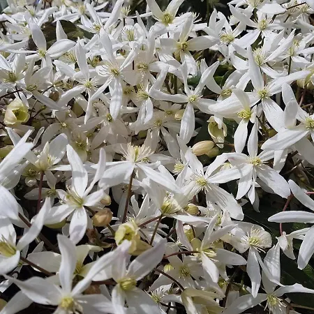 Les Jardins Frühstückspension 3*