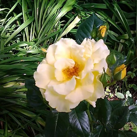 B&B Les Jardins 3*