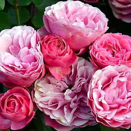 Les Jardins 3*