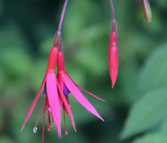 Les Jardins Bed & Breakfast